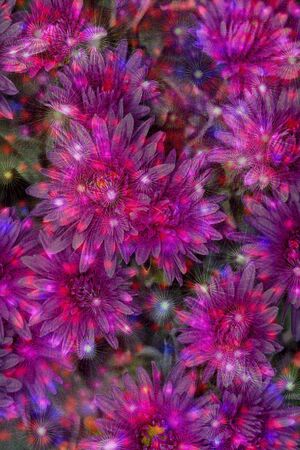 Abstract pattern of several flowers of pink tone with translucent diverging stars raysの写真素材