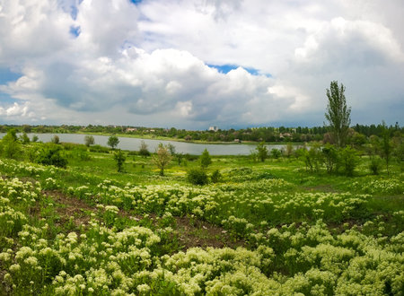 Natural summer landscape in the territory of the city of Krivoy Rog in Ukraine