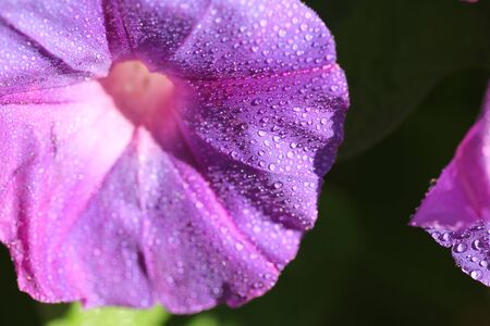 Purple flowerの写真素材
