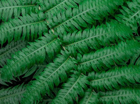 Green leaf texture / leaf texture background / Copy space