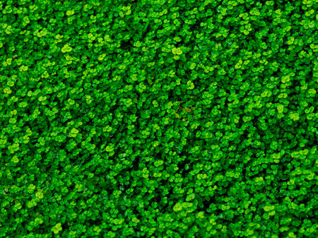Green leaf texture / leaf texture background / Copy space