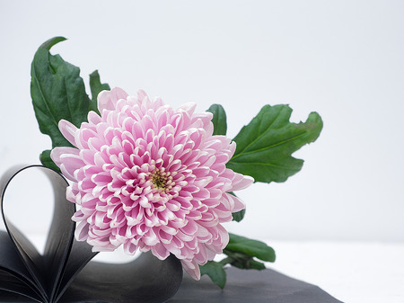 Light pink flower on a white background isolated with clipping path. Heart book page. Closeup. big shaggy flower. for design. Copy space.の写真素材