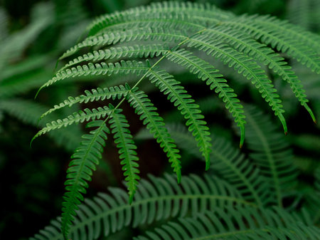 Green leaf texture / leaf texture background / Copy spaceの写真素材
