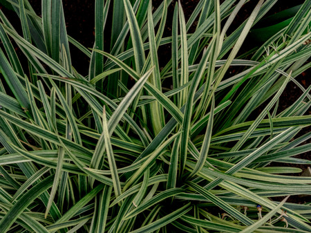 Green leaf texture / leaf texture background / Copy spaceの写真素材