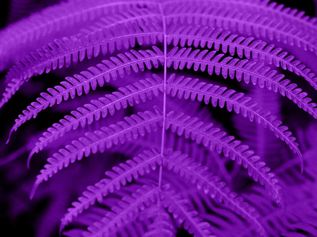 Ultra Violet background made of fresh green leaves. Ultra Violet backdrop for your design. Trendy color concept of the year.の写真素材