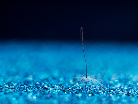 Dandelion in macro. Delicate bright image. Backgrounds, wallpaper, desktop, postcard, cover.の写真素材