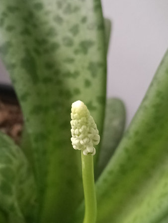 Hyacinth, Hyacinthus orientalis, flower in potの写真素材