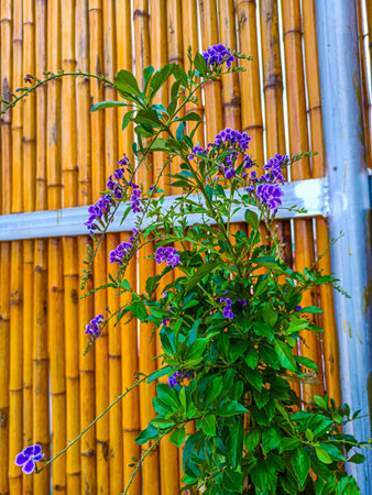 Purple flowers on bamboo fence, Thailand. Selective focus.の写真素材