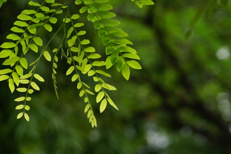 Green leaf abstract backgroundの素材