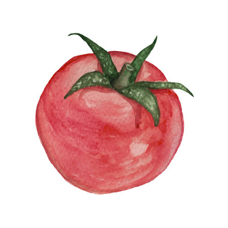 Watercolor painting of ripe tomato in red green colors representing fresh vegetableの写真素材