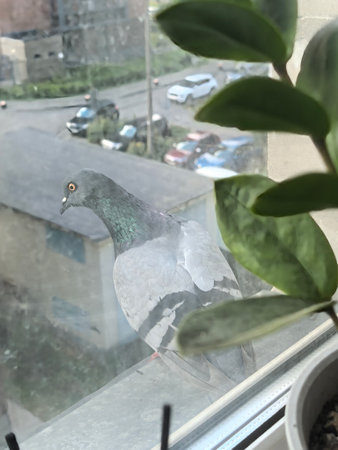 Pigeon curious observant perched on windowsill framed by plant against urban backdrop. High quality photoの写真素材