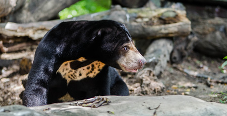 sun bearの写真素材
