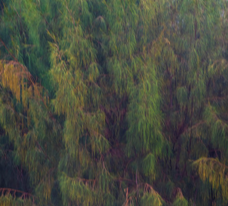 pine forest