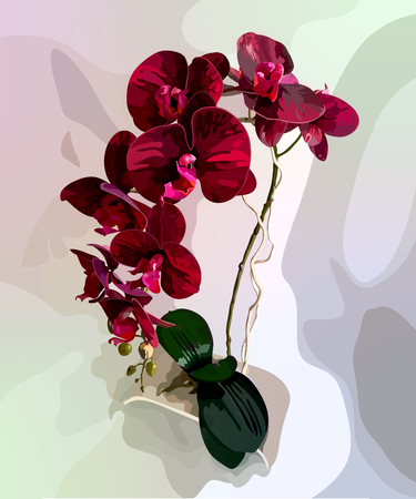 Home orchidの写真素材