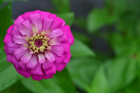 Purple Blossom in gardenの写真素材