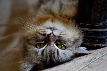 Cat was lazy in a floor