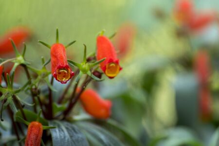 Red Flower like Human Teethの写真素材