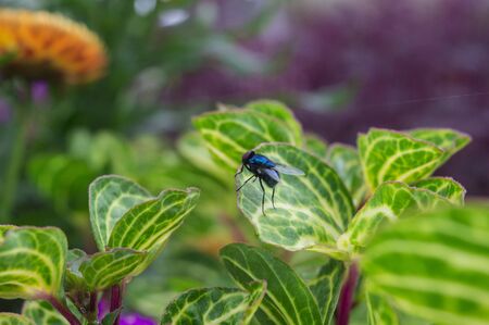 Flies are perched on a leaf in an ornamental plant gardenの写真素材