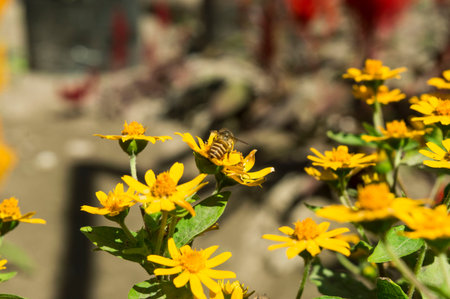Melampodium yellow ornamental plants that are in bloom