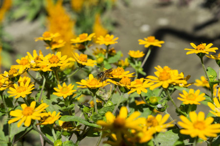 Melampodium is a genus of flowering plants in the solar flower family. Is an authentic tropical and...