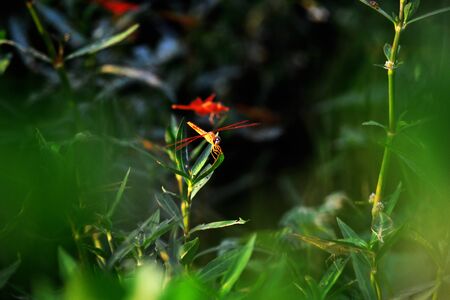 a dragonfly perched on a flower to rest its wingsの写真素材