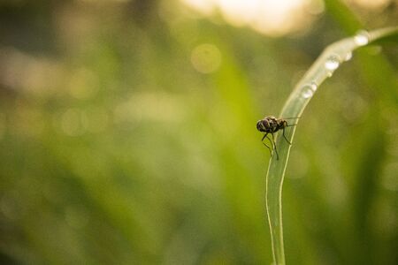 Flies is perched on a leaf in an ornamental plant gardenの写真素材