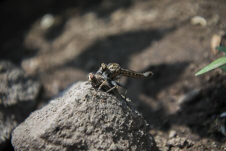 Robber fly  is a predatory insectの写真素材