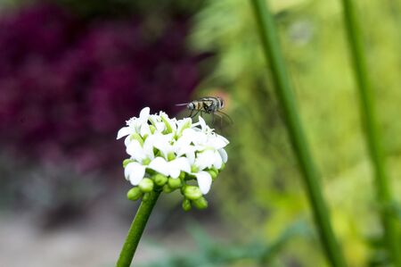 White flower white and mutual animalの写真素材