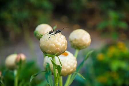 Strawflower is a flower that can bloom for a long time, many of which plant these flowers because of the beauty of their shape and colorの写真素材