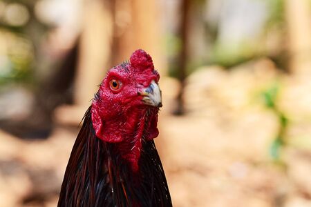 The head of a red feahter roosterの写真素材
