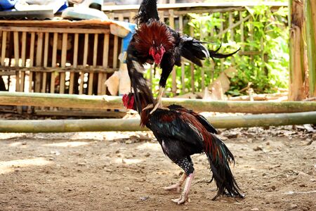 Cockfighting is a game of fighting two chickens in an arena untul one of the chickens runs away or losesの写真素材