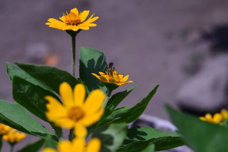 Melampodium is a genus of flowering plants in the solar flower family. Is an authentic tropical and subtropical place.の写真素材