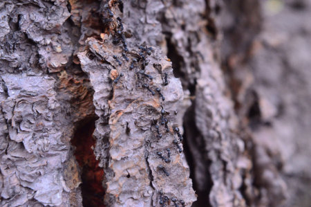 Background, texture of horizontal bark brokeの写真素材
