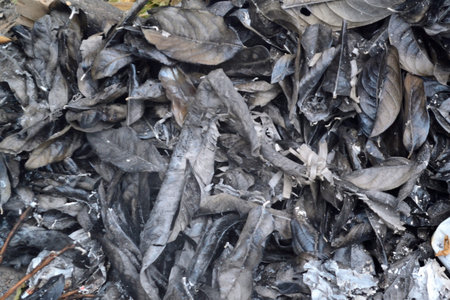 Black white a collection of dried leaves in a basketの写真素材