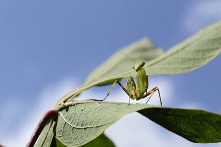 Mantis on cassava leaves with sky backgroundの写真素材