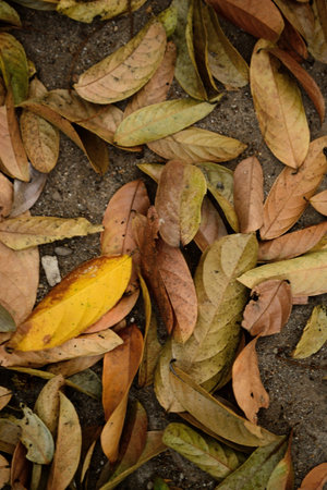 a collection of dried leaves in ground