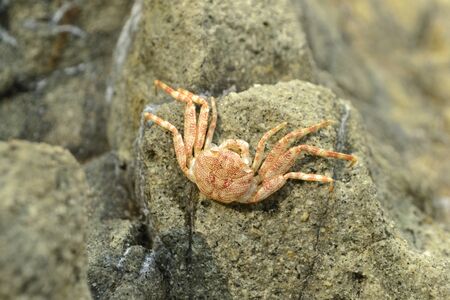 red crab dies in the stoneの写真素材