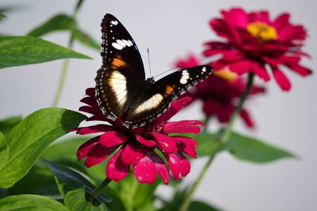 Hypolimnas bolina butterfly perch on red flowerの写真素材