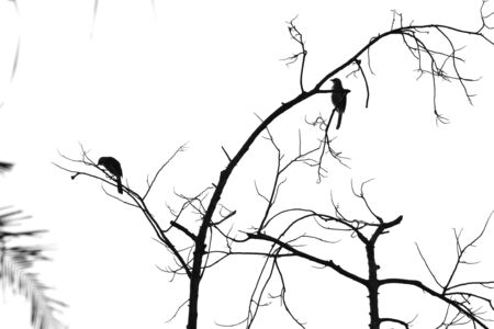 a collection of birds perched on a leafless treeの写真素材