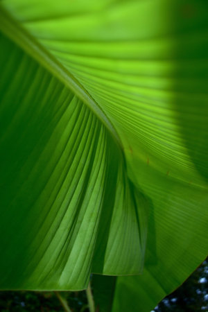 Nature, Texture of banana leaf