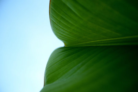 Nature, Texture of banana leaf
