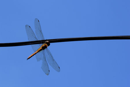 Red dragonfly perch in a branch  with blurry background