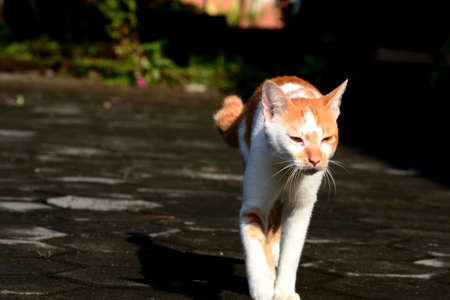 cute domestic cats are orange and whiteの写真素材