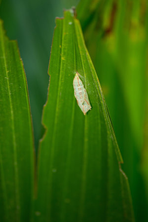 Cocoon of butterfly in green leaf