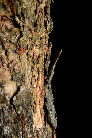 Nature, Texture of bark with black background