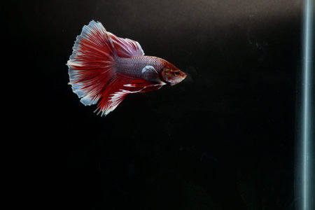 Betta fish isolated on black background. White body and red mix white tail