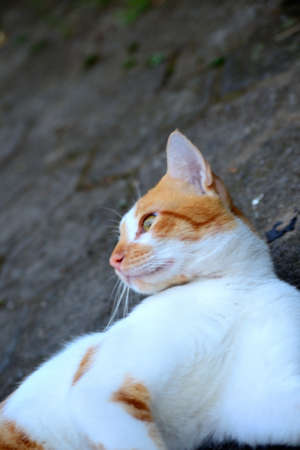 Cute domestic cats the color are orange and whiteの写真素材