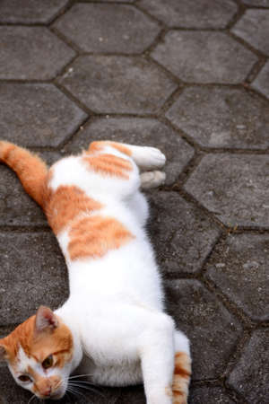 Cute domestic cats the color are orange and whiteの写真素材