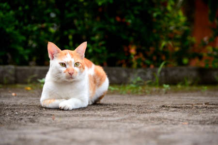 Cute domestic cats the color are orange and whiteの写真素材