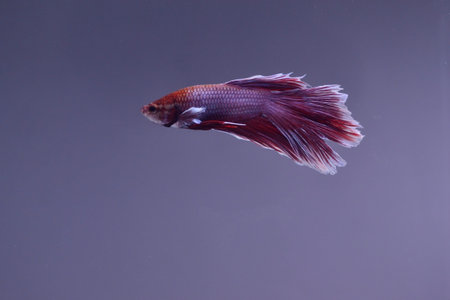 Half Moon Betta fish isolated on black background. White body and red mix white tail